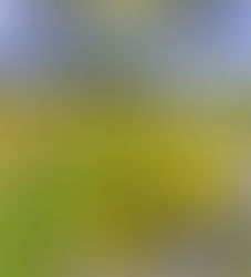 "Giallo 238" di Paola Montorfano