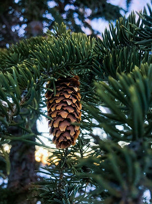 Pine.jpg