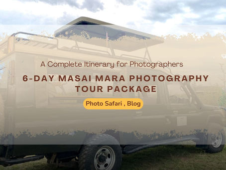 Turning Wildlife Moments into a Visual Story