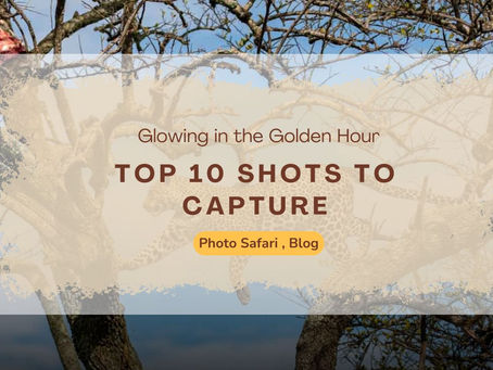 Your Safari Vehicle in the Wild – Frame the Journey, Not Just the Wildlife