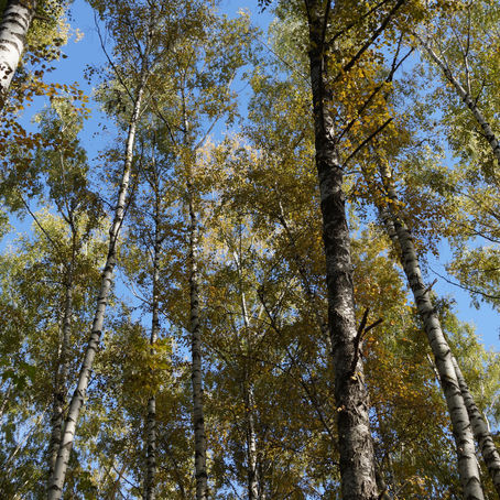 5 Parks to Visit in Moscow in Autumn