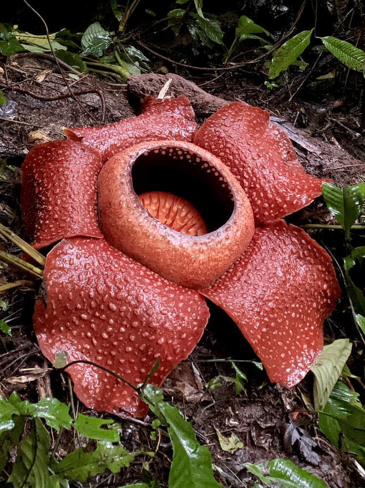 rafflesia, rafflesia kerri, biggest flower in the world, what to do in