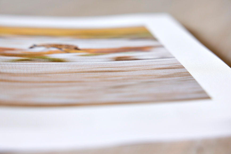Miniature : PULSATIONS, les battements de la savane