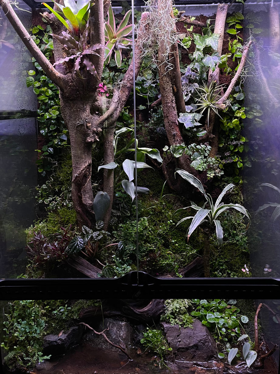 Terrarios en Buenos Aires, terrarios Argentina, diseño de terrarios en Buenos Aires, musgo decoración, diseño de paisajes con musgos, terrarios con musgos, terrarios en frascos, terrarios en peceras, terrarios fáciles de mantener, musgo, musgario, kokedama, micro paisajismo, workshop terrarios, curso terrarios, taller terrarios, terrario cómo hacer, cultivo de musgo, venta de terrarios, plantas en vidrio, imago, terrarios eternos, terrarios tropicales, terrario húmedo, terrarios cerrados, terrarios suculentas, terrarios de vidrio, plantas de interior, plantas para espacios sin luz, vivarios tropicales, micropaisajismo, wabi kusa, vivarios, vivarium, paludarios, paludario qué es, vivario qué es, musgario qué es, acuarios naturales, plantas en pecera, decoración con plantas, venta de musgo, musgo vivo, terrario para rana, terrario para gecko, fuente decoración, cascada decoración, musgo preservado, musgo Argentina, clases de terrarios, ExoTerra Argentina.