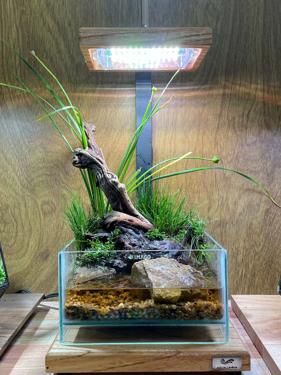 Terrarios en Buenos Aires, terrarios Argentina, diseño de terrarios en Buenos Aires, musgo decoración, diseño de paisajes con musgos, terrarios con musgos, terrarios en frascos, terrarios en peceras, terrarios fáciles de mantener, musgo, musgario, kokedama, micro paisajismo, workshop terrarios, curso terrarios, taller terrarios, terrario cómo hacer, cultivo de musgo, venta de terrarios, plantas en vidrio, imago, terrarios eternos, terrarios tropicales, terrario húmedo, terrarios cerrados, terrarios suculentas, terrarios de vidrio, plantas de interior, plantas para espacios sin luz, vivarios tropicales, micropaisajismo, wabi kusa, vivarios, vivarium, paludarios, paludario qué es, vivario qué es, musgario qué es, acuarios naturales, plantas en pecera, decoración con plantas, venta de musgo, musgo vivo, terrario para rana, terrario para gecko, fuente decoración, cascada decoración, musgo preservado, musgo Argentina, clases de terrarios, ExoTerra Argentina.