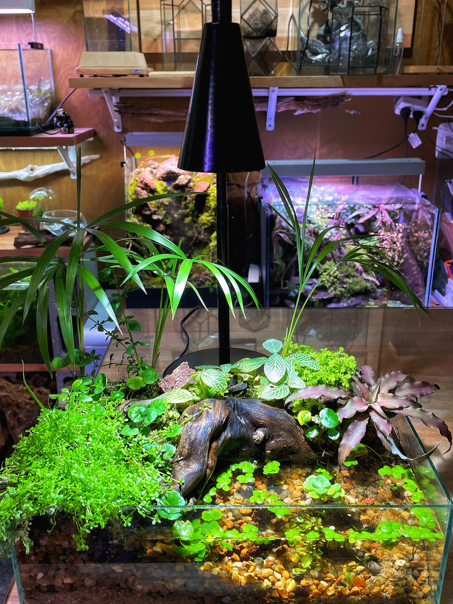 Terrarios en Buenos Aires, terrarios Argentina, diseño de terrarios en Buenos Aires, musgo decoración, diseño de paisajes con musgos, terrarios con musgos, terrarios en frascos, terrarios en peceras, terrarios fáciles de mantener, musgo, musgario, kokedama, micro paisajismo, workshop terrarios, curso terrarios, taller terrarios, terrario cómo hacer, cultivo de musgo, venta de terrarios, plantas en vidrio, imago, terrarios eternos, terrarios tropicales, terrario húmedo, terrarios cerrados, terrarios suculentas, terrarios de vidrio, plantas de interior, plantas para espacios sin luz, vivarios tropicales, micropaisajismo, wabi kusa, vivarios, vivarium, paludarios, paludario qué es, vivario qué es, musgario qué es, acuarios naturales, plantas en pecera, decoración con plantas, venta de musgo, musgo vivo, terrario para rana, terrario para gecko, fuente decoración, cascada decoración, musgo preservado, musgo Argentina, clases de terrarios, ExoTerra Argentina.