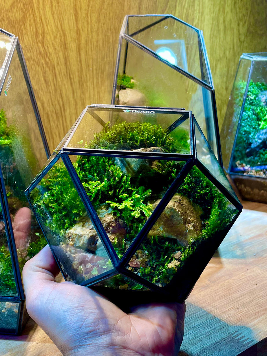 Terrarios en Buenos Aires, terrarios Argentina, diseño de terrarios en Buenos Aires, musgo decoración, diseño de paisajes con musgos, terrarios con musgos, terrarios en frascos, terrarios en peceras, terrarios fáciles de mantener, musgo, musgario, kokedama, micro paisajismo, workshop terrarios, curso terrarios, taller terrarios, terrario cómo hacer, cultivo de musgo, venta de terrarios, plantas en vidrio, imago, terrarios eternos, terrarios tropicales, terrario húmedo, terrarios cerrados, terrarios suculentas, terrarios de vidrio, plantas de interior, plantas para espacios sin luz, vivarios tropicales, micropaisajismo, wabi kusa, vivarios, vivarium, paludarios, paludario qué es, vivario qué es, musgario qué es, acuarios naturales, plantas en pecera, decoración con plantas, venta de musgo, musgo vivo, terrario para rana, terrario para gecko, fuente decoración, cascada decoración, musgo preservado, musgo Argentina, clases de terrarios, ExoTerra Argentina.