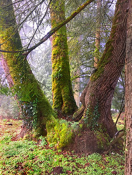 Three Amigos by Robert O'Connor.jpg