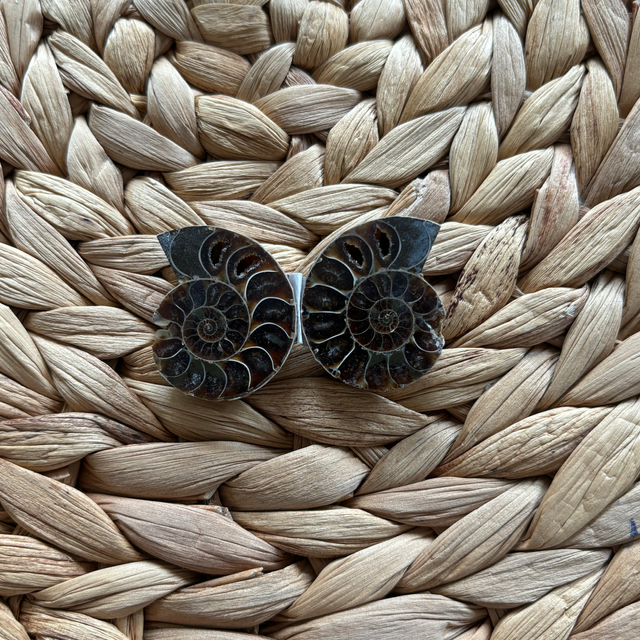 Ammonite Fossil Pair