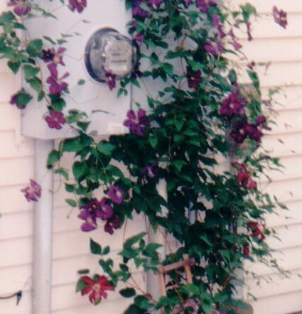 landscaping1 001