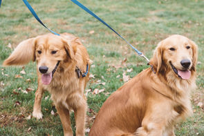 New policy allows emotional support animals on campus