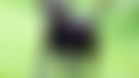 【Pets & Animals English - 32】Formosan Mountain Dog - the breed that won't disappear (台灣山犬-存活力最強悍的犬種)