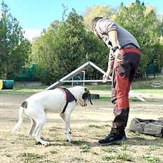 Cours d'éducation canin