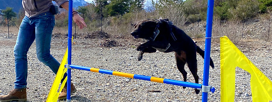 DOG EVASION 05_edited.jpg