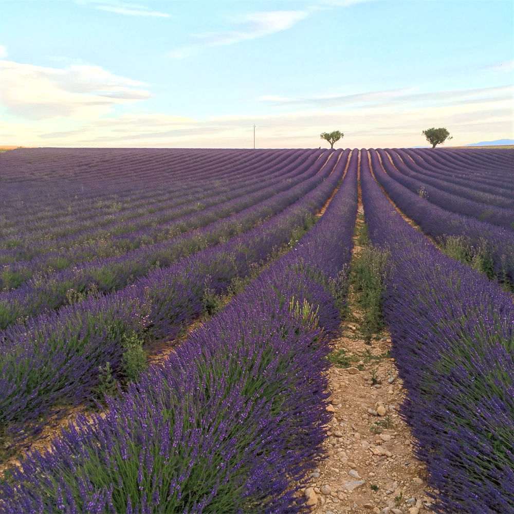 Lavender Season in Aix En Provence & California