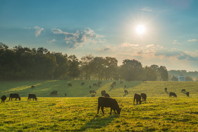 Grazing Cows .jpg