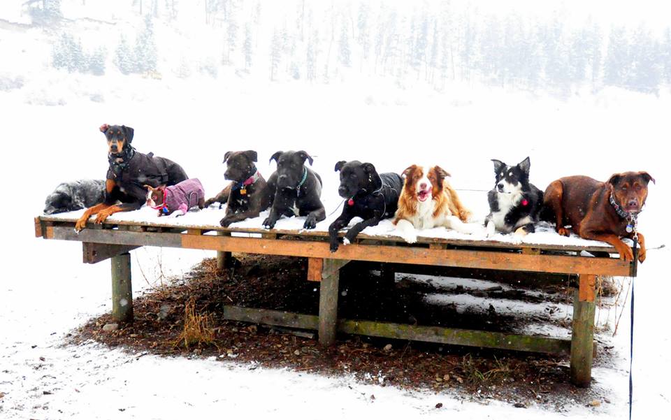 Training Vernon The Ruff Life Professional Dog Training