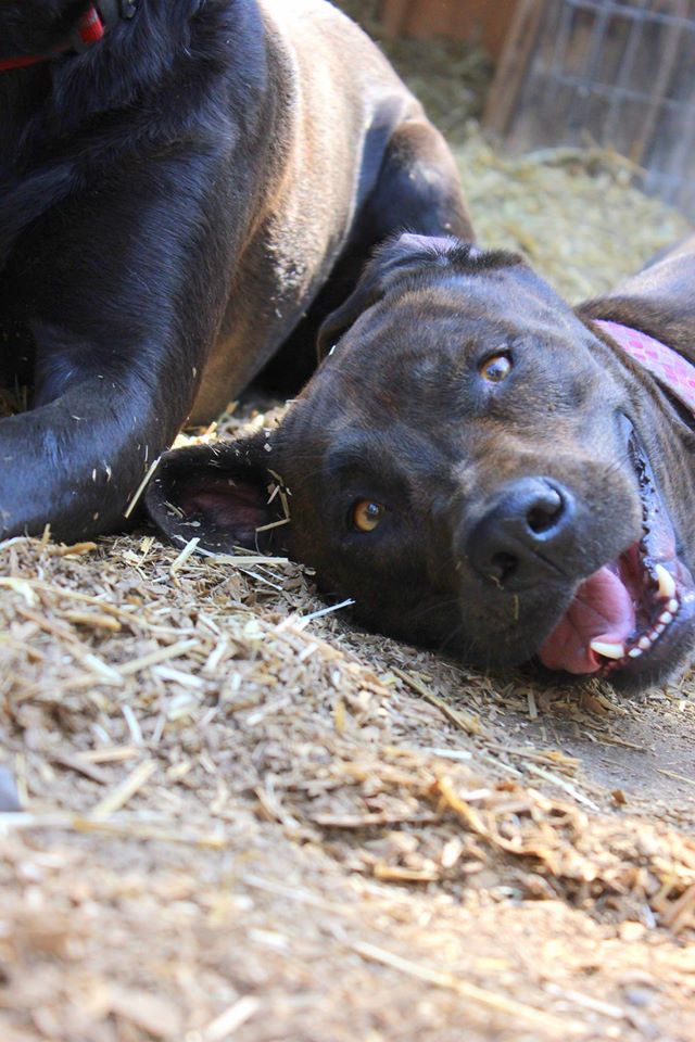 Boarding Vernon The Ruff Life Professional Dog Training