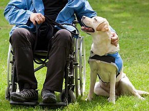 Labrador guide dog and his disabled owner on green grass..jpg