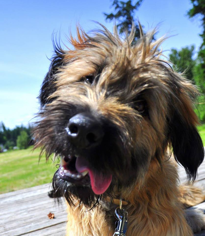 Gallery Vernon The Ruff Life Professional Dog Training