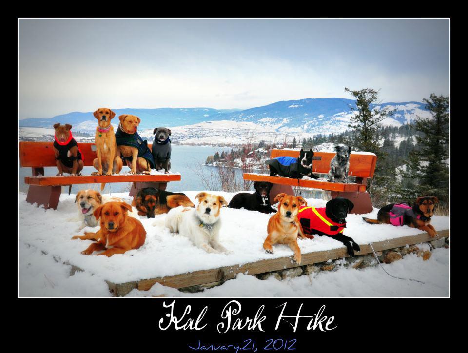 Training Vernon The Ruff Life Professional Dog Training