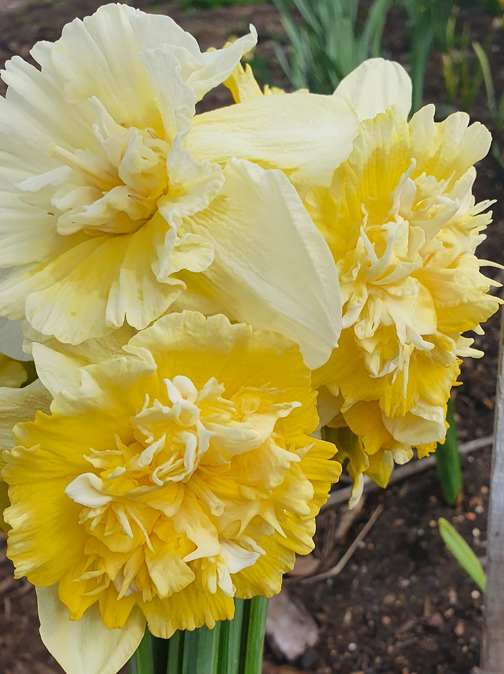 Thumbnail: Double Daffodils