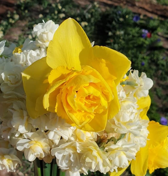 Thumbnail: Double Daffodils