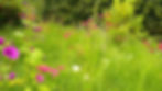 Blühende Wildblumenwiese mit Kräutern