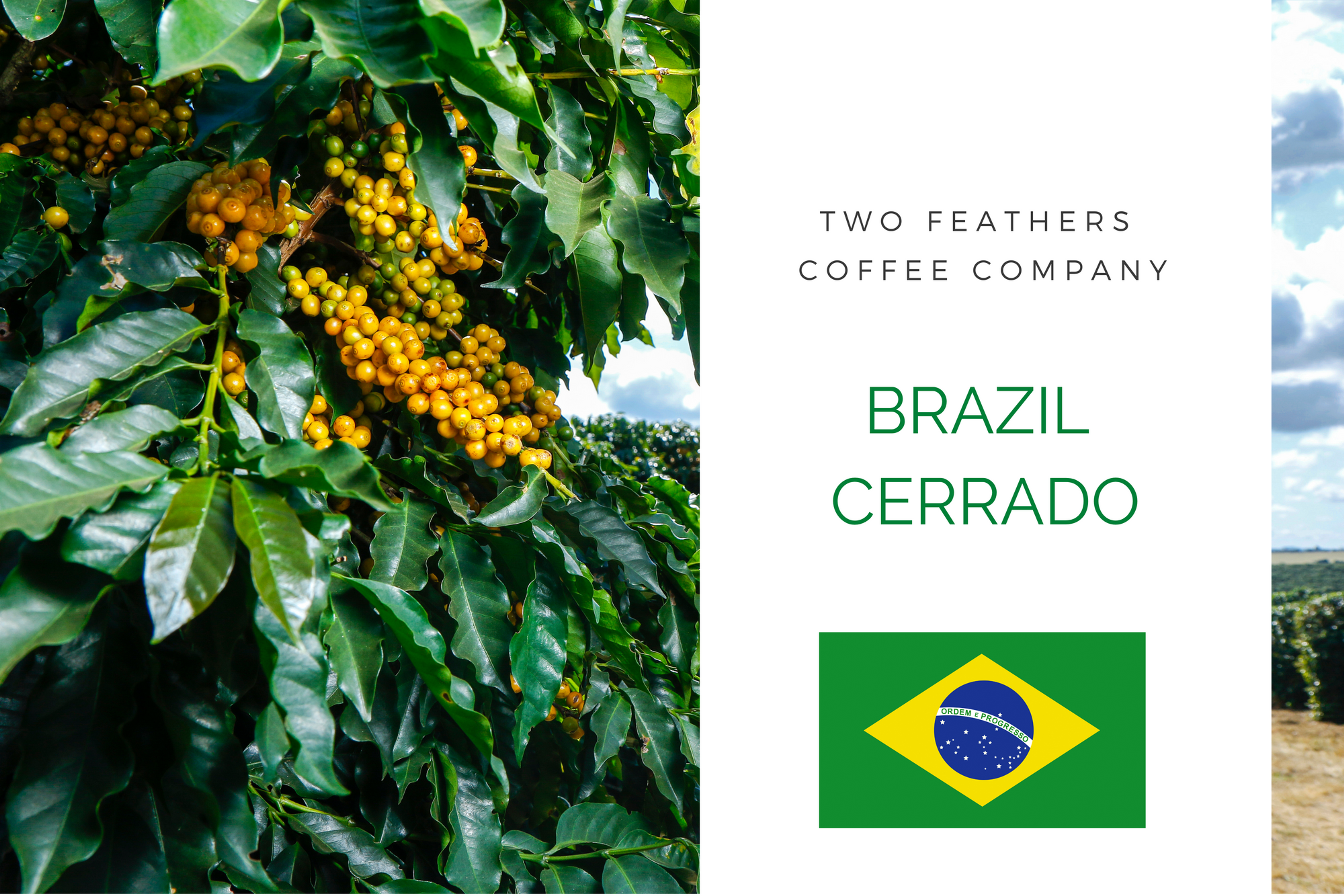 Brazilian Cerrado fresh roasted coffee