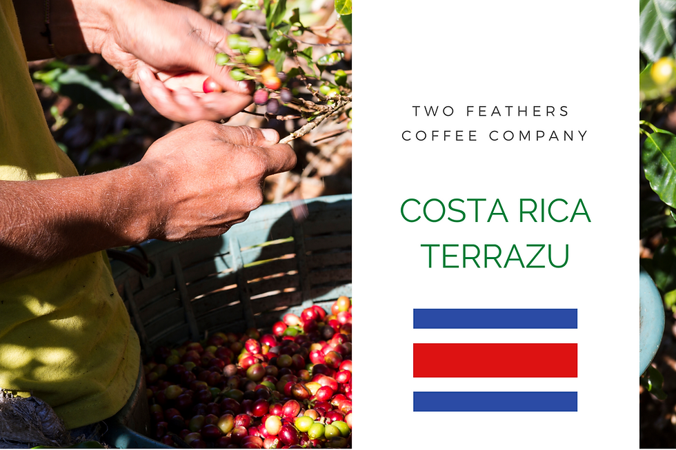 Costa Rica Terrazu Fresh Roasted Coffee