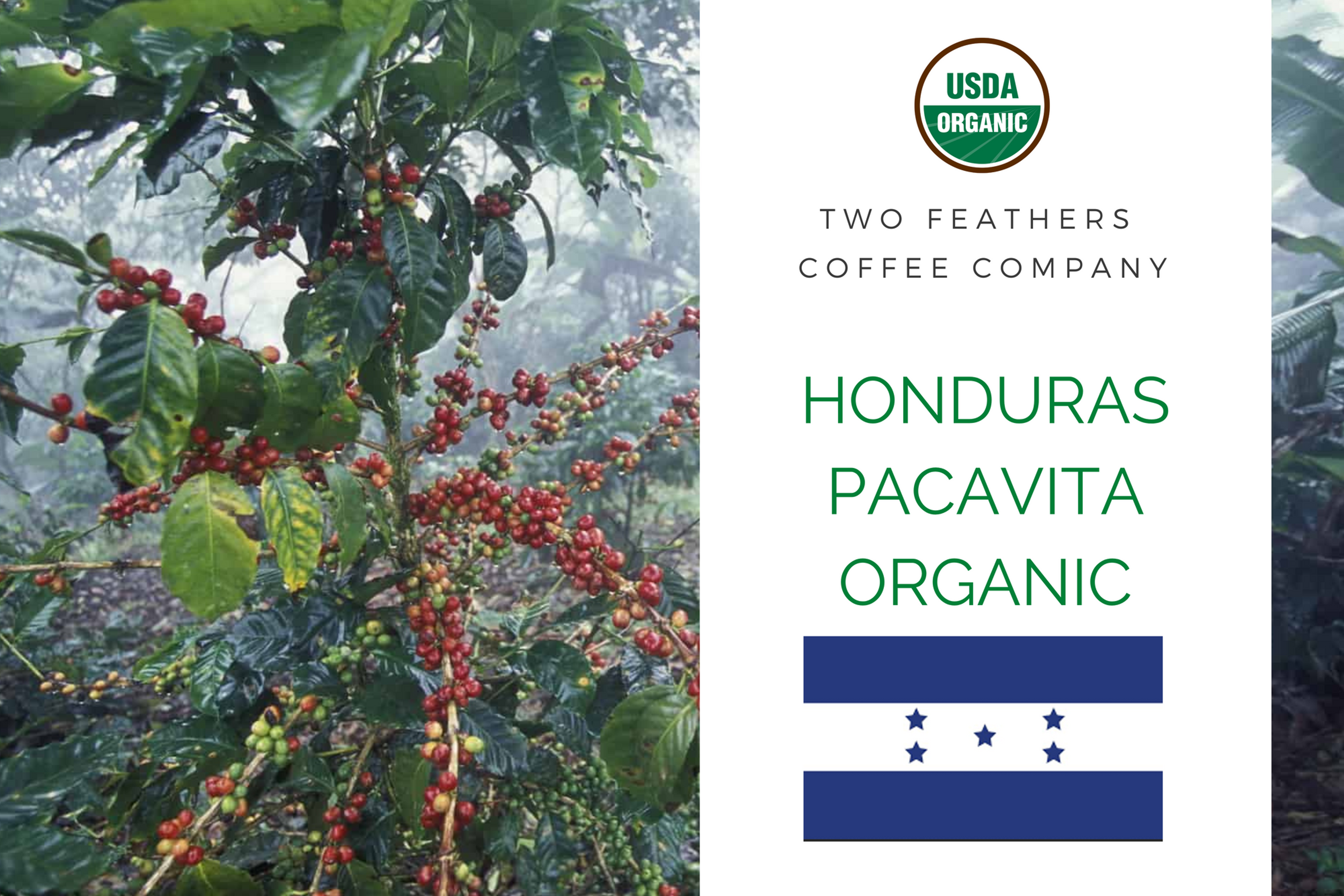 Honduras Pacavita Organic