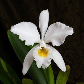 C. gaskelliana alba `Sara' HCC/AOS, BM/JGP