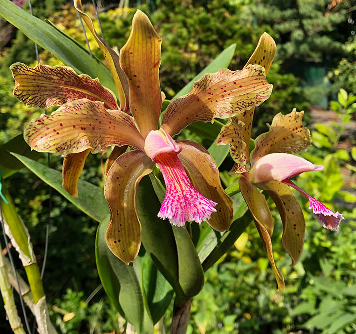 C. schofieldiana 'SBOE'.jpg