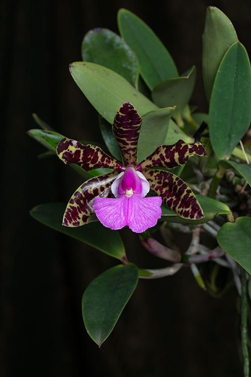 C.aclandiae-Richter-2.jpg