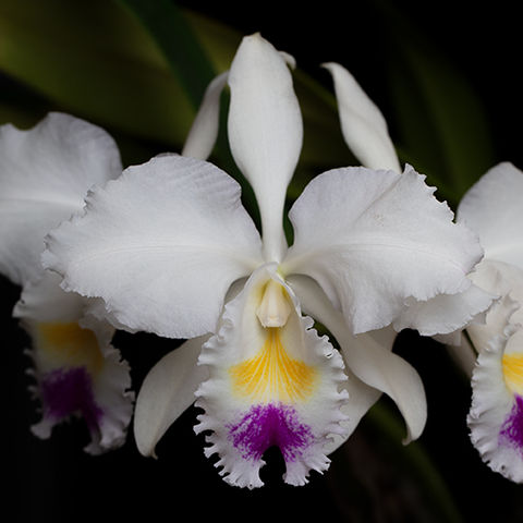 C. trianaei 'Queen of Snows'
