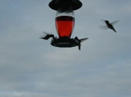 Humming Bird