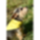 Bandana jaune sur chien