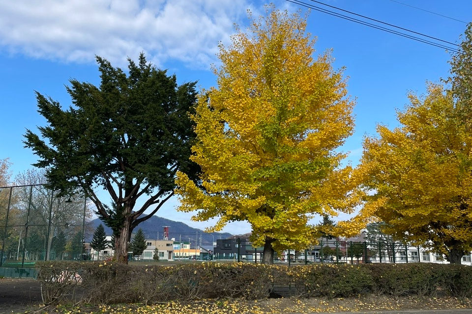 Two trees in autumn, one green and one with bright yellow leaves, stand in a park. A blue sky and distant buildings are in the background. This picture was shooted in Furano