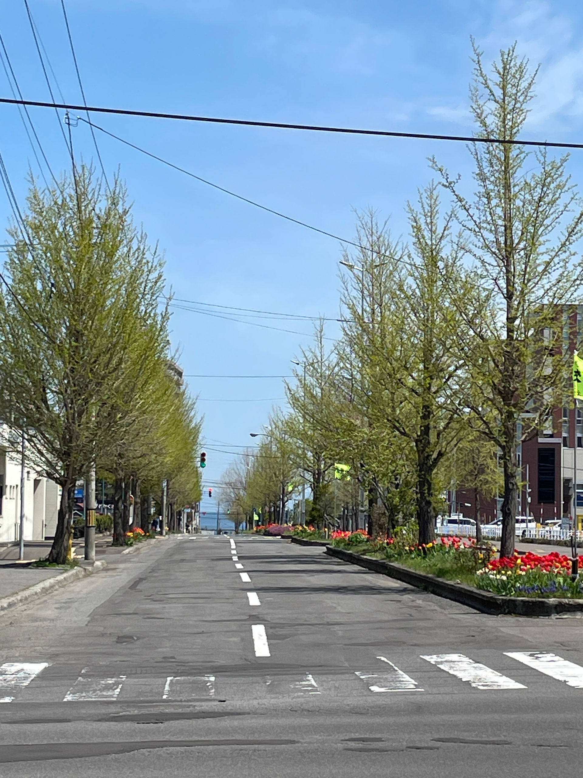 A quiet boulevard near Sumiyoshi Shrine, lined with fresh spring greenery and vibrant tulips bloomin