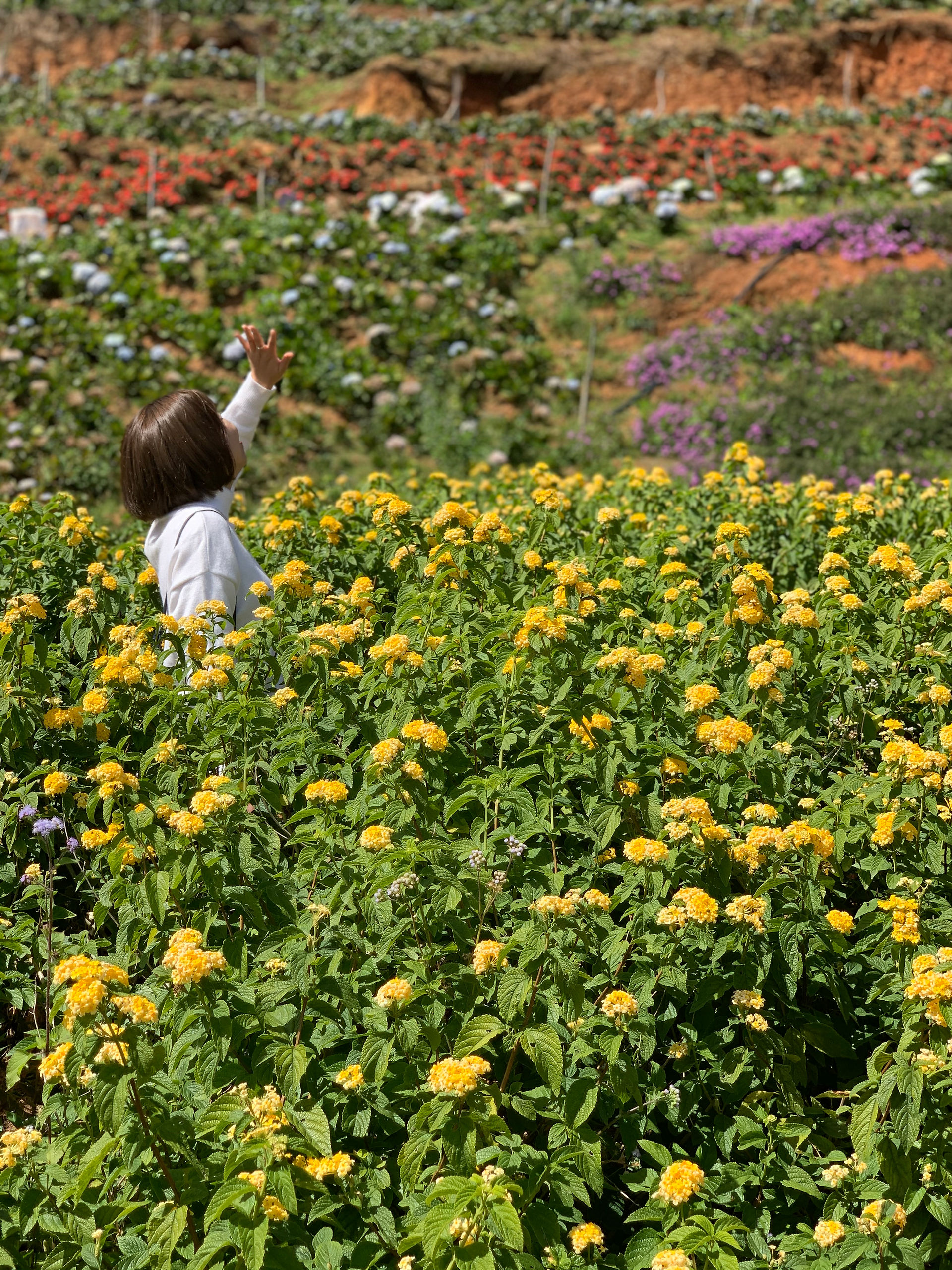 A person reaching out among yellow flowers in a flower garden in Da Lat, Vietnam.