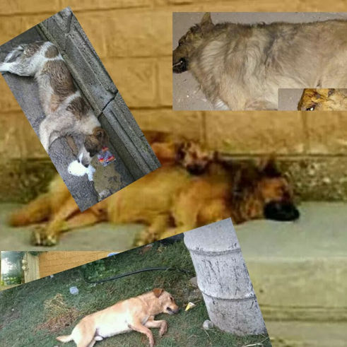 ¡Asesinos! Matan de manera masiva a perros en el Verde
