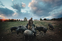 thelastpig.jpeg