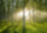 Birkenwald, ein Ort der Ruhe, Natur, fotografiert von André Wagner für Annett Fleischer
