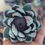 Thumbnail: Close-up of a teal succulent Sola flower