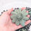 Thumbnail: Set of 6 wooden succulents 