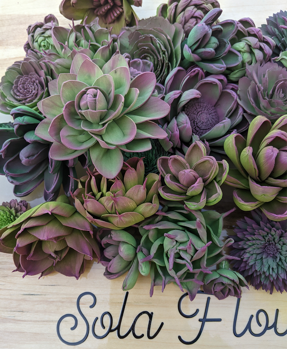 Thumbnail: Assorted succulents SolaFlowerObsessions