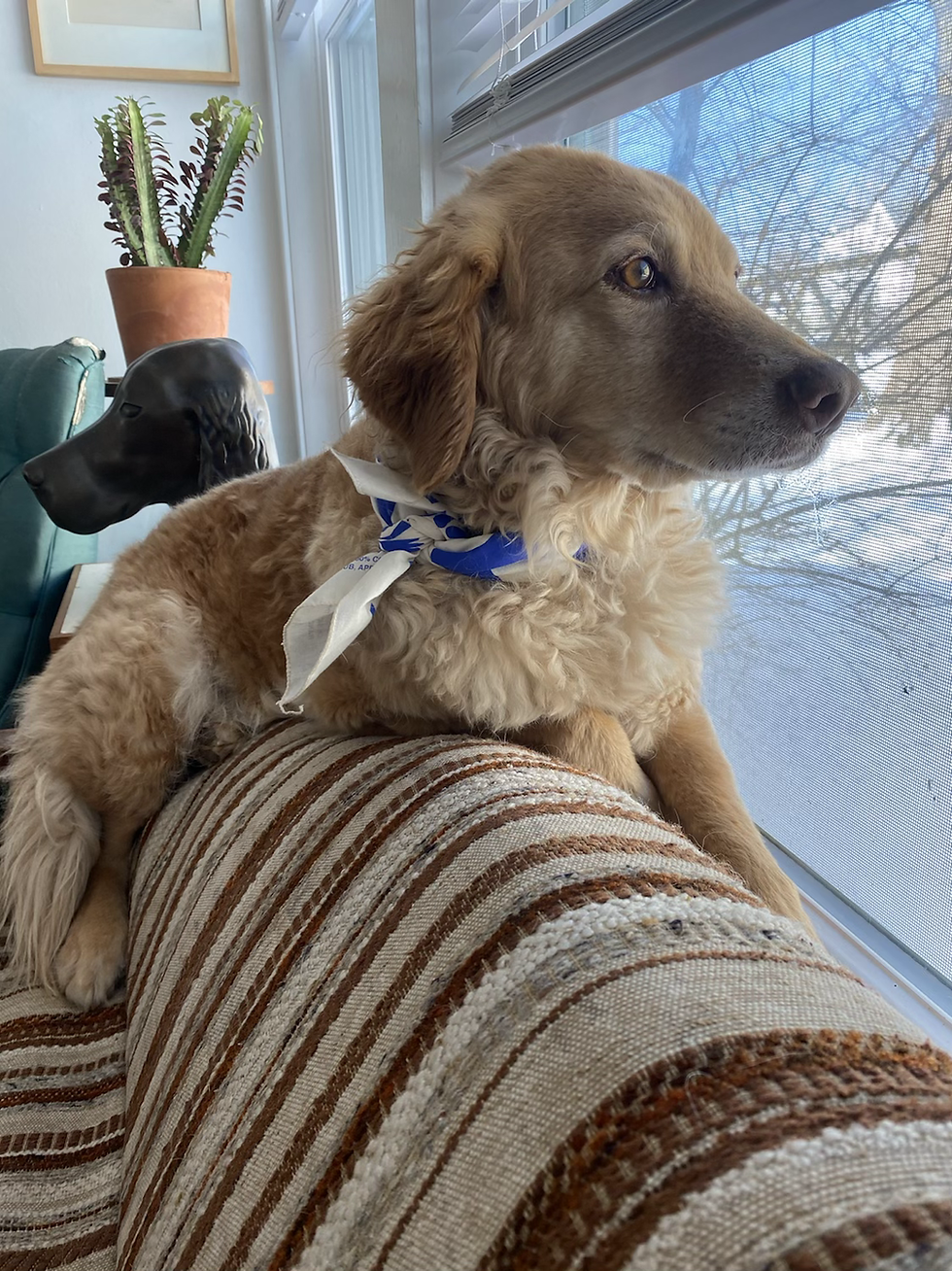 Thumbnail: April 2021 bandana designed by Sophie Mackell