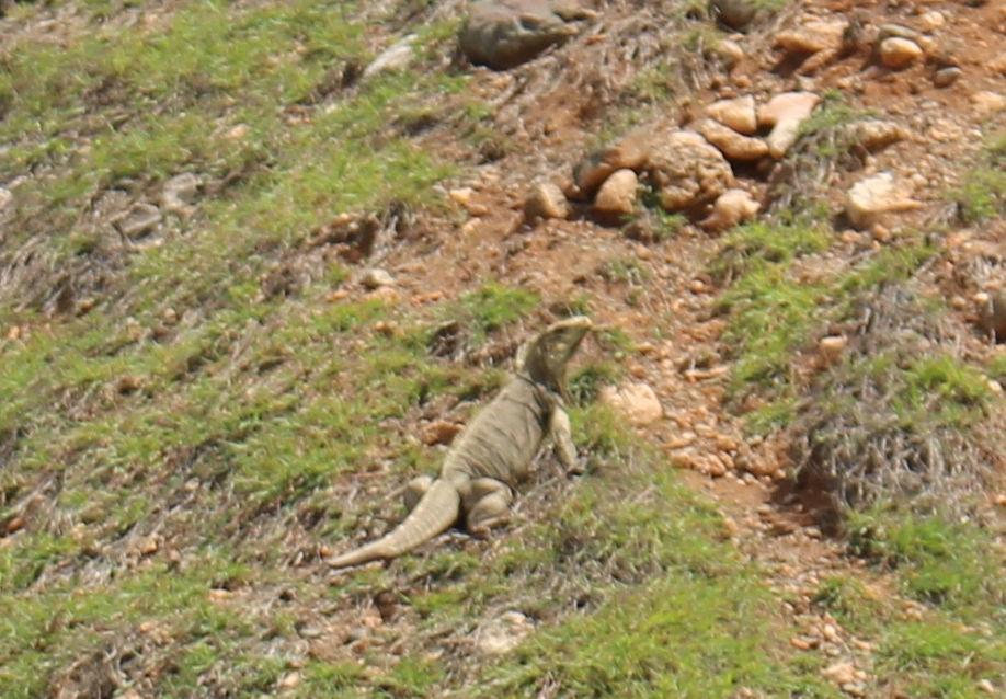 a picture of the cuban rock iguana