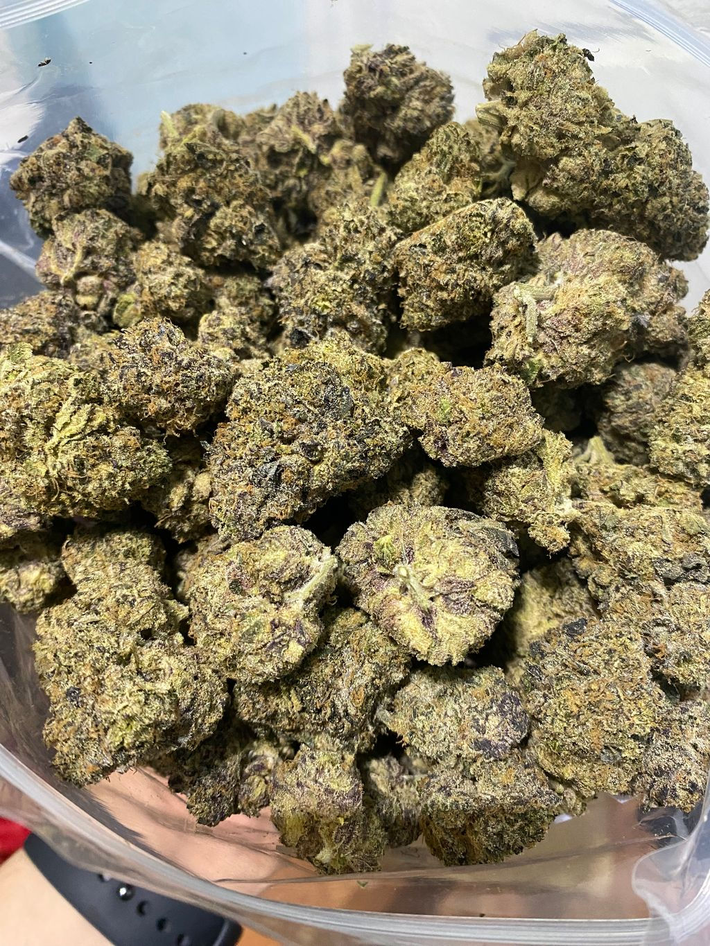 Black Widow - Hybrid