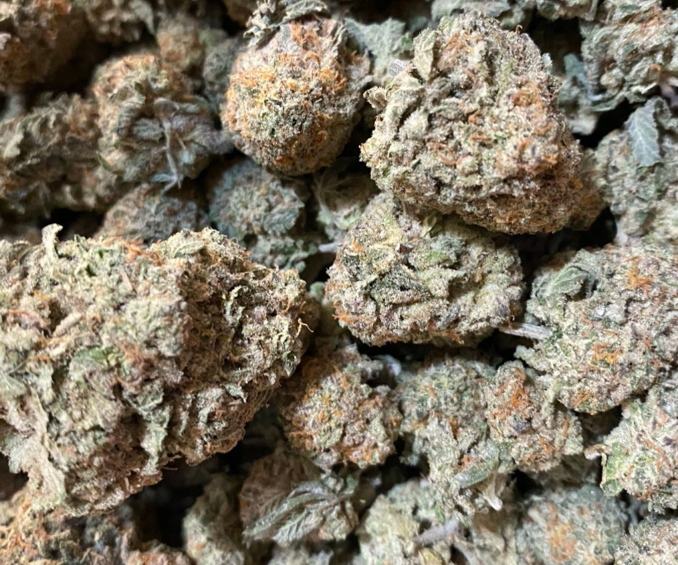 Blue Cheese - Hybrid